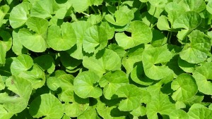 Gotu kola - Brahmi